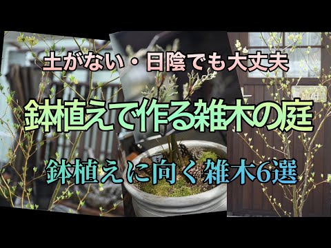 地中および鉢植えのキョウチクトウ用の土はどのような種類ですか?役に立つアドバイスとボーナスコメント！  庭園