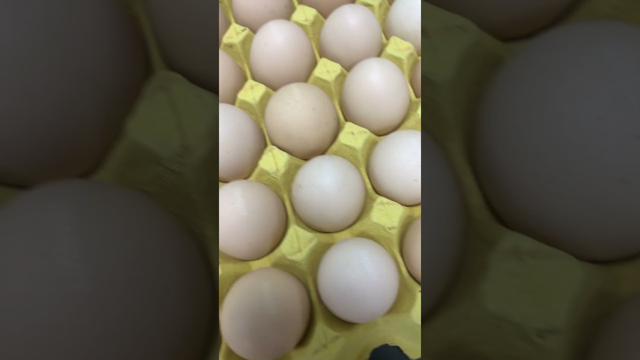 How to use Inline UV laser coder to print date code on egg shell #uvlasercodereforeggprinting