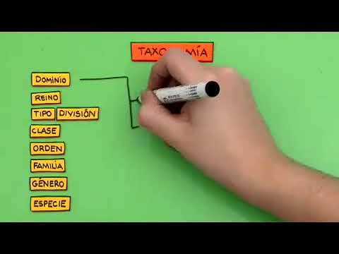 meg lehet e féreg tojásait aszcariasis megjelenése