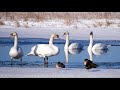 Mute Swans in Winter, 4K