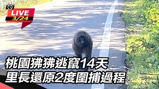 桃園狒狒逃竄14天 里長還原2度圍捕過程