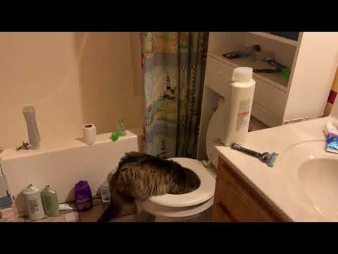My cat drinks toilet water like a dog