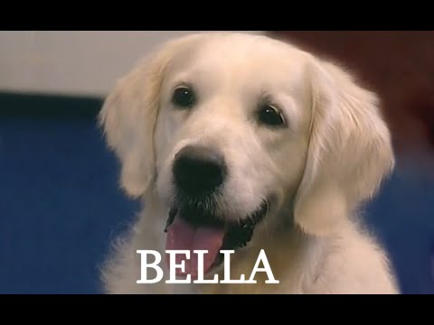 Psie serce - Bella ODC 2