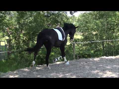 Bon Coeur Wallach *2016