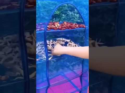 Сетка для сушки рыбы, фруктов 6 ярусов 50х50х100 см | сушилка для рыбы и овощей | усиленная сетка сушилка, - фото 1 - id-p2281290345