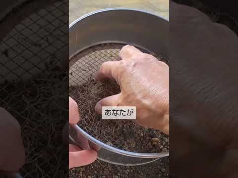 水やりをほとんどせずにプランターに植える植物はどれですか？ローメンテナンス10種！  庭園