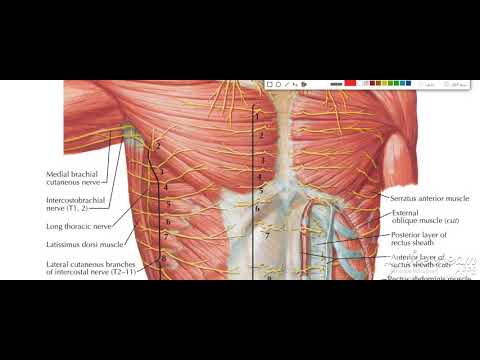 Thoracic cage