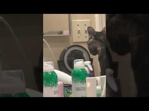 Cat Stares Back With Makeup Mirror || ViralHog