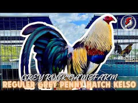 Reguler Grey Penny Hatch Kelso | GREY ROCK GAMEFARM
