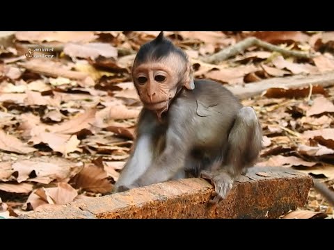 Foreign body in Jinx cheek got removed?