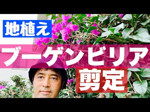 秋のガーデニング：ブーゲンビリアを鉢植えまたは地植えで越冬させる方法は？  庭園
