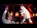 Amazing Cats Training ! Angorian Cats - The world greatest Cabaret