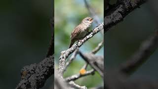 Download lagu Nyanyian Burung Wren Rumah #pendek mp3