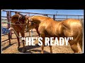 HAND BREEDING A MARE LIVE COVER W OUR STALLION TRIGGER FOALS Horsebreeding