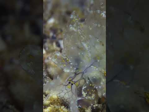 Cyerce katiae 063025