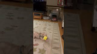 Video preview image #1 Maltipoo (Miniature) Puppy For Sale in Minneapolis, MN, USA