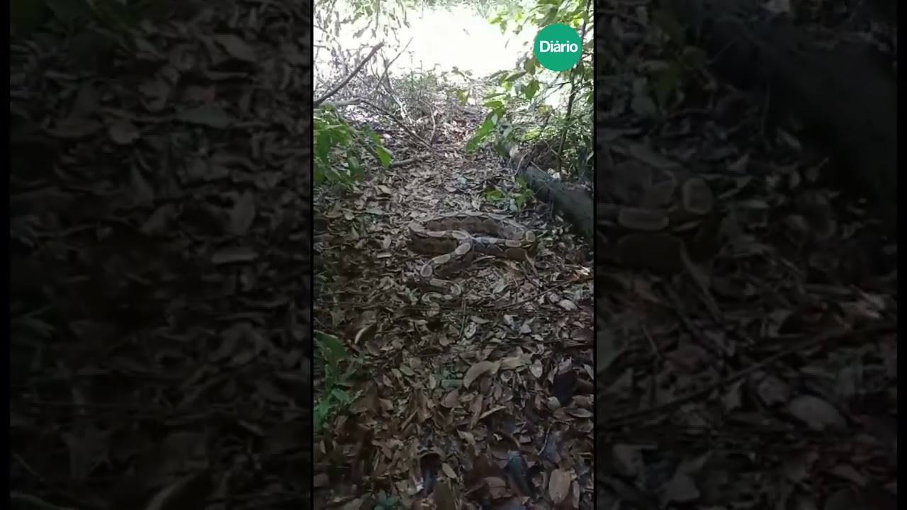 Imagem da notícia Jiboia de 2 metros é resgatada em árvore no interior do Ceará