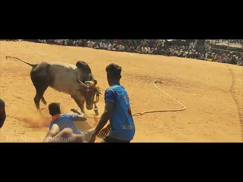 Arun Chakravarthi Vaadi Vaasal - Jallikattu Song | Arun C ft. Siva Saran & Rincy.