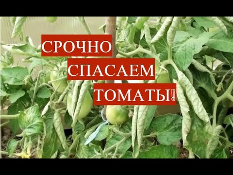 Срочно спасаем томаты! Почему скручиваются листья у томатов и что делать.