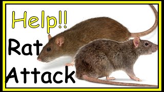 Help, I have Rats!!! - Getting rid of House Rats from your walls, ceiling, attic.  Best Rats Poison!
