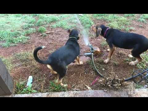 Razia, Manny & Siren Discover the Sprinkler — A Rescue Litter’s First Real Playtime