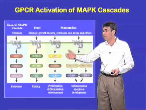 MAPK cascades - Robert Lefkowitz (Duke)