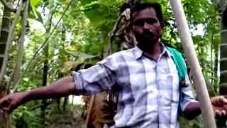 ZERO BUDGET NATURAL FARMING - INDIA'S BEST PALEKAR'S FIVE LAYERS MODEL.