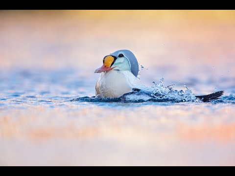 Fotoreise - Varanger (Norwegen)