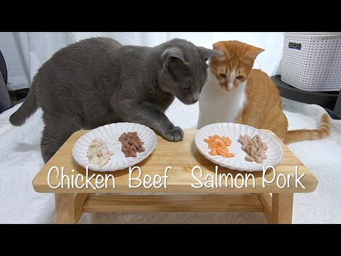 What do cats like to eat? Beef, Pork, Chicken or Salmon
