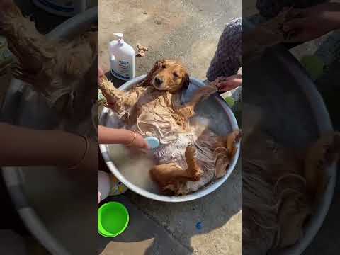 Funny and cute dogs compilation#funnydogs#cute#doglover#doglife#cure#dogshorts#pet#doglife