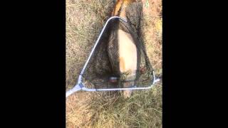 GoldFish Club (Клавдієве-Тарасове): платна рибалка під Києвом