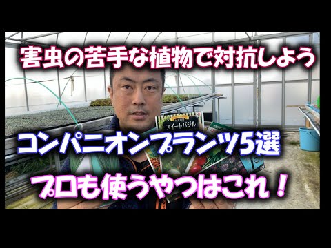 野菜、ハーブ、花の中でイチゴに最適なコンパニオンプランツは何ですか?  庭園