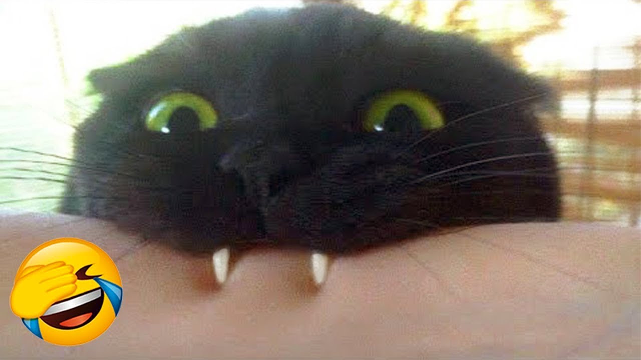 Hilarious Cat & Dog Video Compilation  🐶😸 | Cats and Dogs funny videos