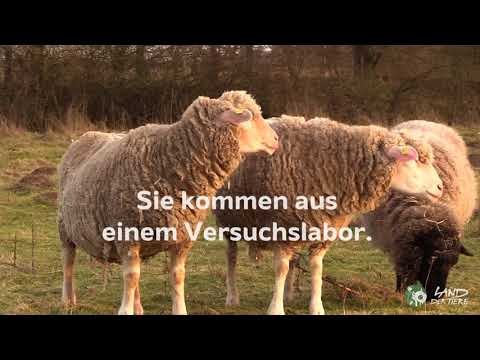 Einzug ins Land der Tiere: Die Ex-Laborschafe Sina & Lisa