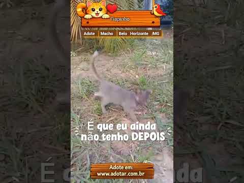 Vídeo de Fiapinho