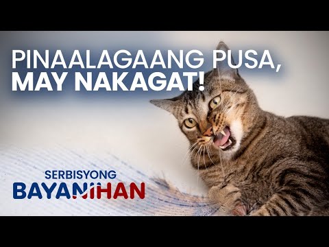 Sino ang dapat magbayad ng danyos sa pusang nakakagat?