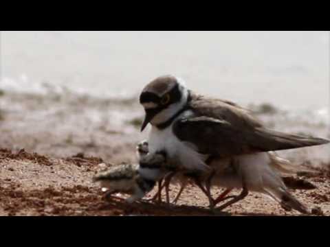 Little Ringed Plover family at Għadira Nature Reserve