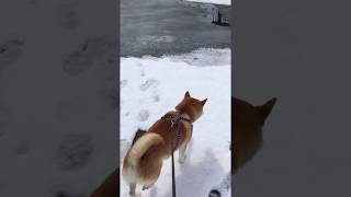 柴犬コテツの日常 大雪編 #7