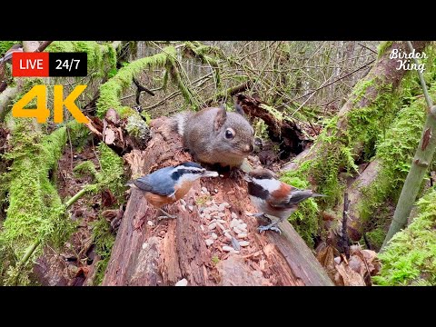 ???? 24/7 LIVE: Cat TV for Cats to Watch ???? Endless Birds Squirrels in the Forest in 4K