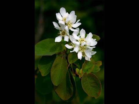 Amelanchier alnifolia