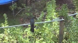 The Common Koel or Pacific Koel or Eastern Koel - A Large Black Cuckoo Bird