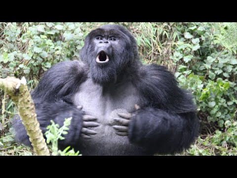 Gorilla beating chest at Toronto Zoo.