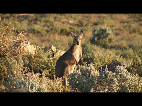 Australien - mit Kamelen durchs Outback - Teil 1