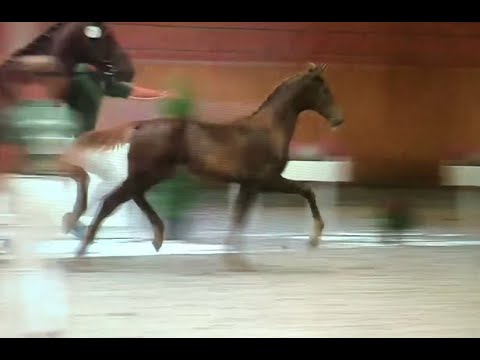 Quatensprung x Vitalis filly