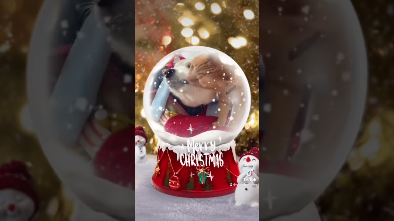 メリークリスマス🎄🎁　　　　　　　　#クリスマス#犬#猫#柴犬#柴犬と猫