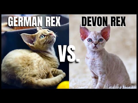 German Rex Cat VS. Devon Rex Cat