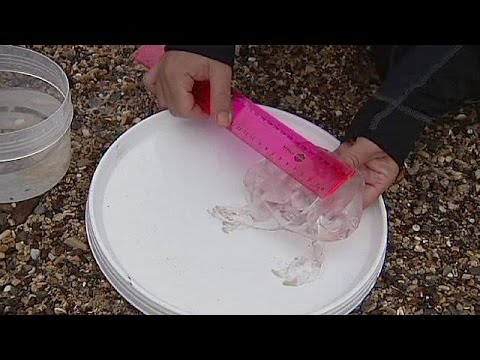 Trovata in Australia una medusa gigante, forse senza tentacoli