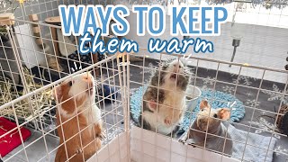 Ways to Keep your Guinea Pigs WARM in the Winter ❄️