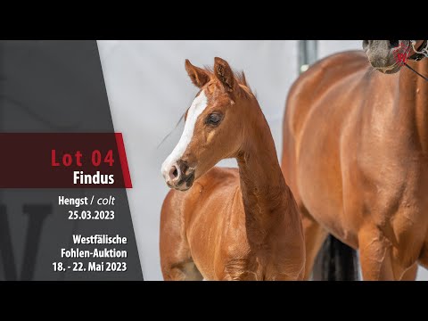 Online Auktion Lot 04 Findus Hengst v. Fanegro - Benicio