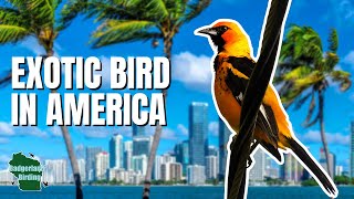 Tracking Down a Tropical Bird That Should NOT be in the United States!